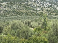 Fethiye Karadere ünlü Patara pilajına yakın 78 dönüm Zeytilik 13