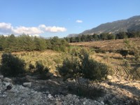 Fethiye saklkentte 3400 metre içinde zeytinlik 12