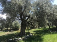 Fethiye saklıkentte 35 dönüm arazi 32