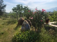 Fethiye saklıkette 74 dönüm organik bahçe 9