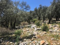 Fethiye Karadere ünlü Patara pilajına yakın 78 dönüm Zeytilik 20