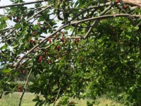Fethiye saklıkette 74 dönüm organik bahçe 11