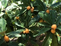 Fethiye Karaçulha ful Deniz manzaralı 541 metre arsa 4