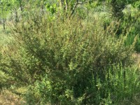 Fethiye saklıkette 74 dönüm organik bahçe 50