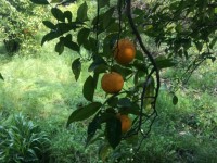 Köyceğizde çiflik ve bahçe 8