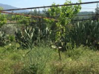 Fethiye saklıkette 74 dönüm organik bahçe 44