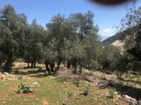 Fethiye Karadere ünlü Patara pilajına yakın 78 dönüm Zeytilik 10