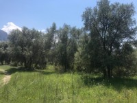 Fethiye saklıkentte 35 dönüm arazi 27