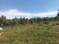 Fethiye saklıkette 74 dönüm organik bahçe 21