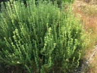 Fethiye saklıkette 74 dönüm organik bahçe 26