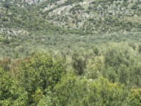 Fethiye Karadere ünlü Patara pilajına yakın 78 dönüm Zeytilik 16