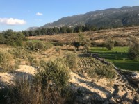 Fethiye saklkentte 3400 metre içinde zeytinlik 9