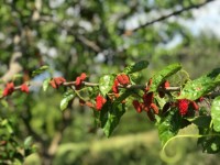 Fethiye saklıkentte organik  bahçe 74000 metre