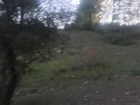 Seydikemer Seydilerde 6423 metre zeytinlik 10