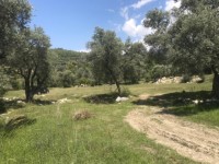 Fethiye saklıkentte 35 dönüm arazi 34
