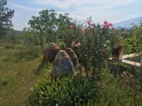 Fethiye saklıkette 74 dönüm organik bahçe 7